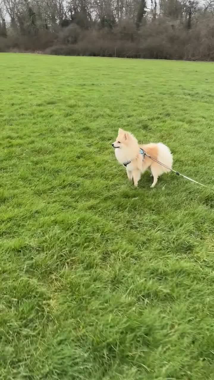 Mixed Breed dogs for sale: Gorgeous Pomeranian for sale - Video 1