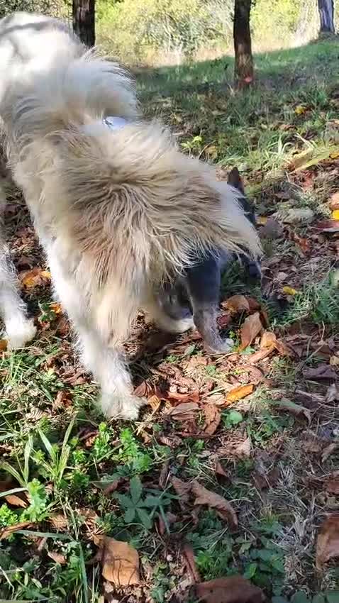 Mixed Breed dogs for adoption: Randolph, 2 - 3 yrs. Available for adoption. - Video 4