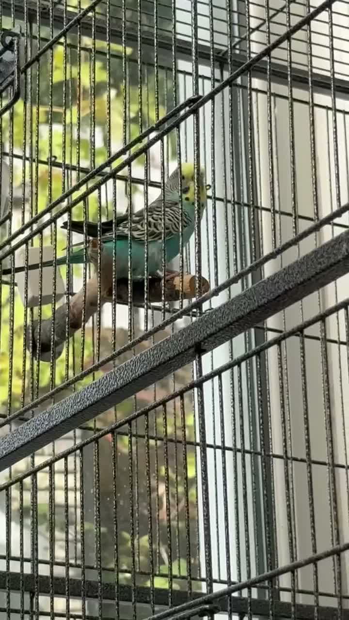 Budgerigars birds for sale: 🦜 Beautiful Blue Budgie for Sale - Video 1