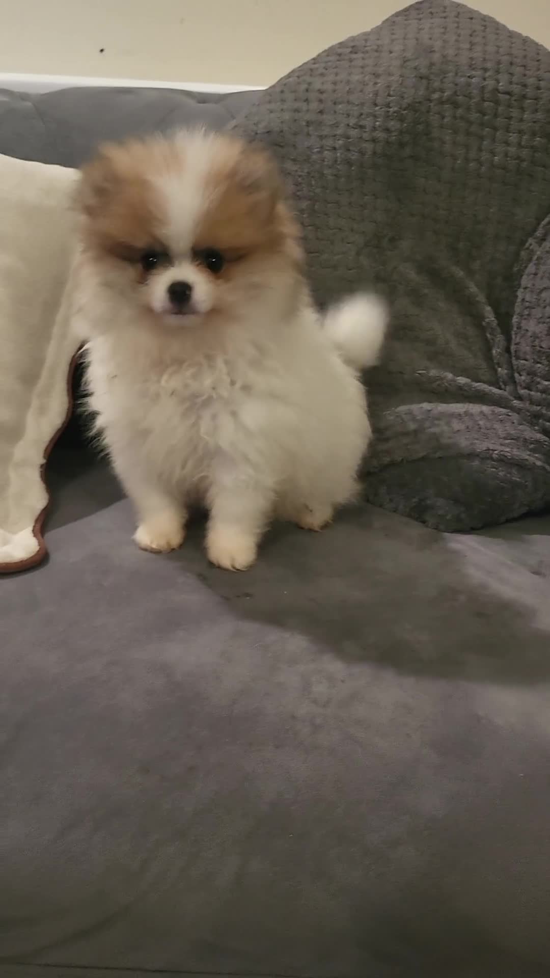 Pomeranian dogs for sale: Stunning white and tan parti boy FULLY VACCINATED  - Video 2