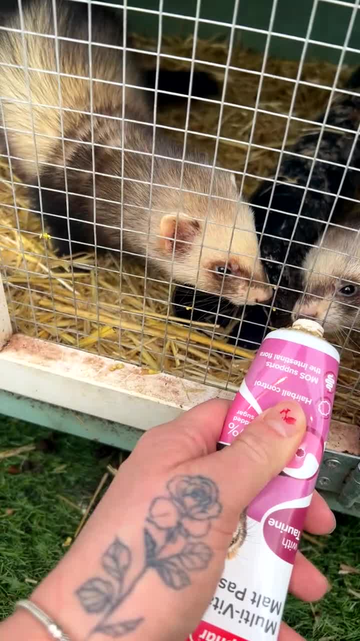 Ferret rodents for sale: Beautiful girl ferrets  in Ashford - Video 2