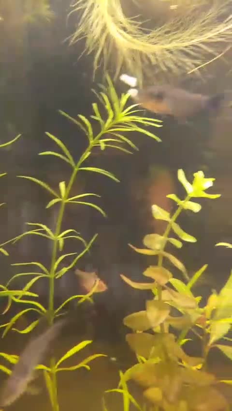 Tetras fish for sale: 12x Black Phantom tetras - Video 1