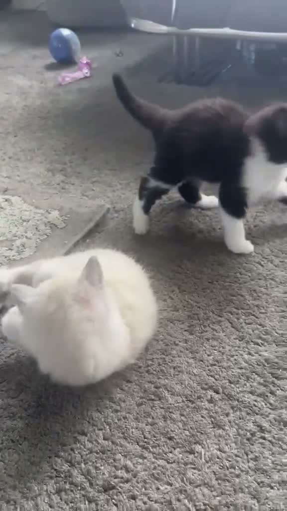 British Shorthair cats for sale: Absolutely stunning Half BSH kittens - Video 1