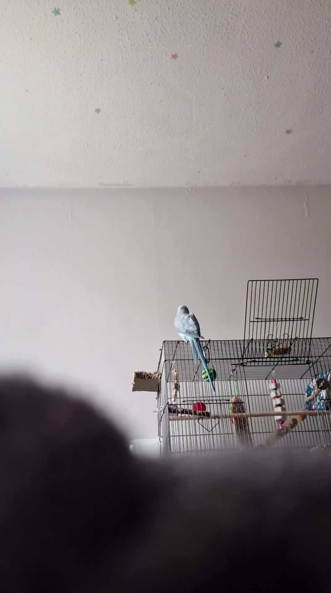 Ringnecks birds for sale: Blue Female Indian Ringneck with cage & much more. - Video 5