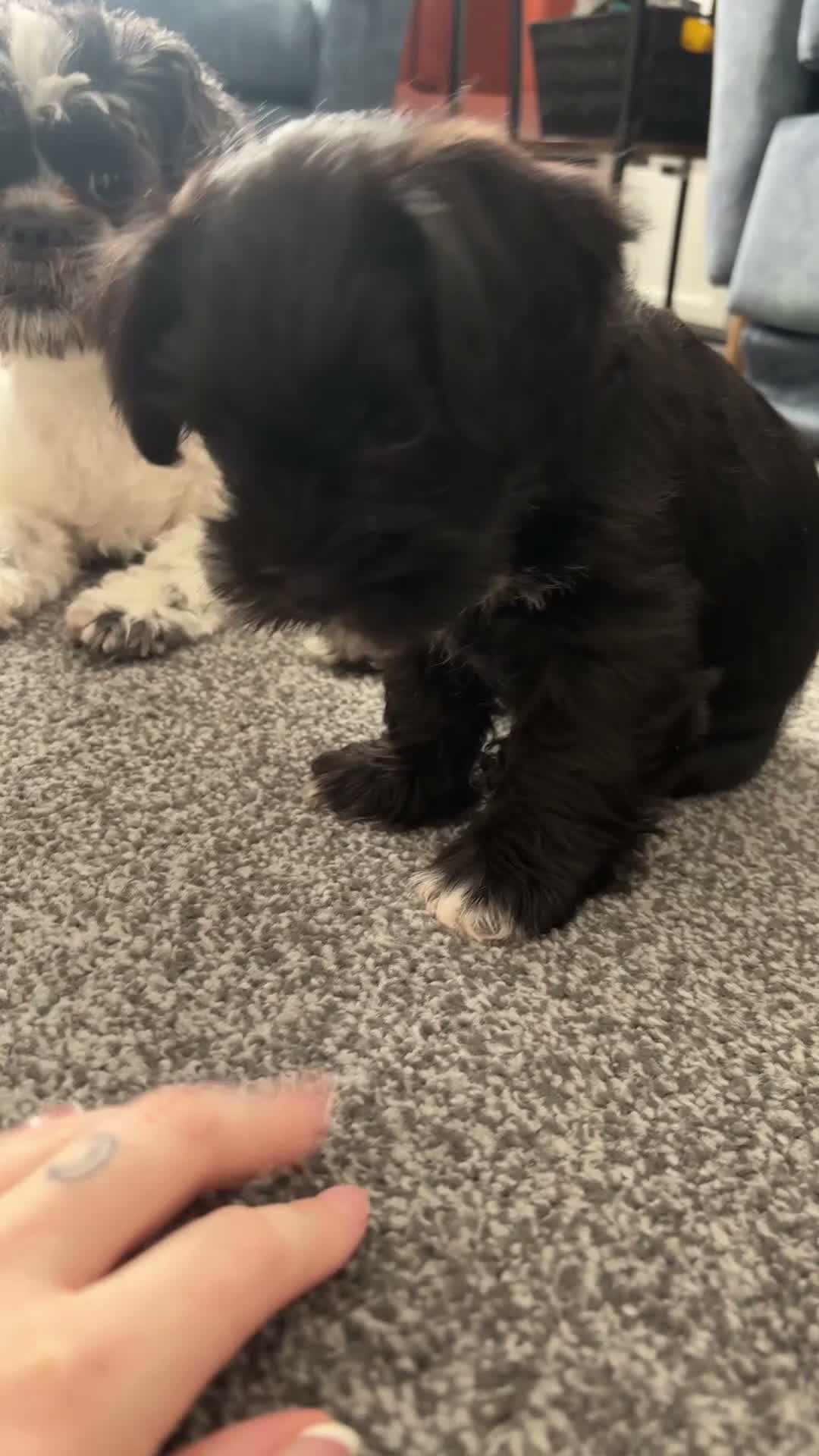 Mixed Breed dogs for sale: Schapso male puppy  - Video 1