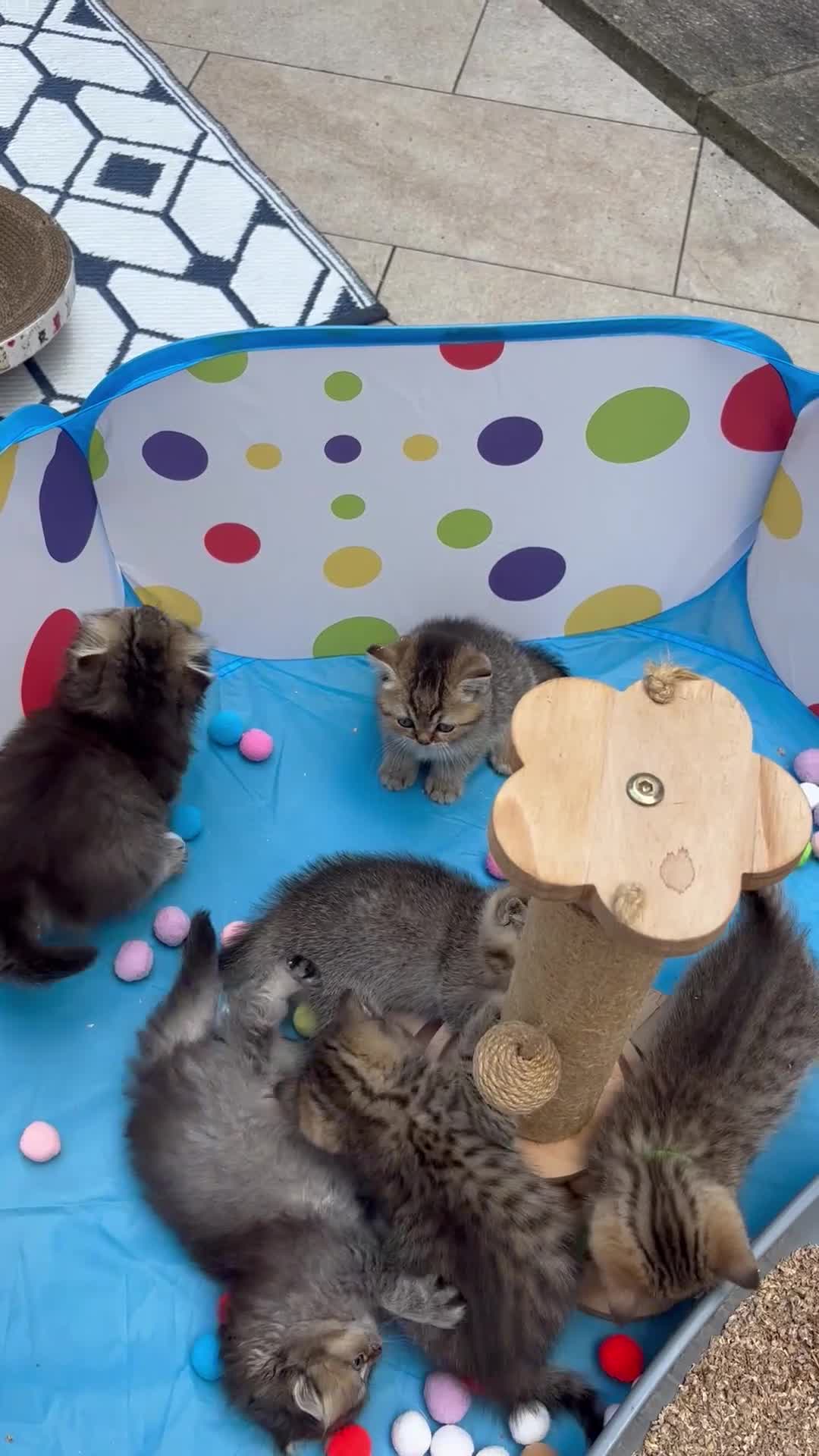 British Shorthair cats for sale: Pedigree British Shorthair  - Video 3