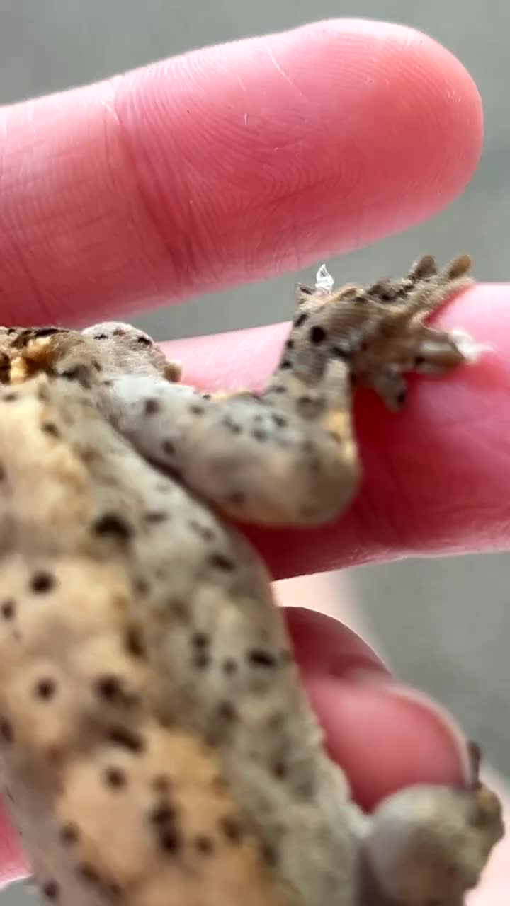 Frog reptiles for sale: Reptiles - Video 1