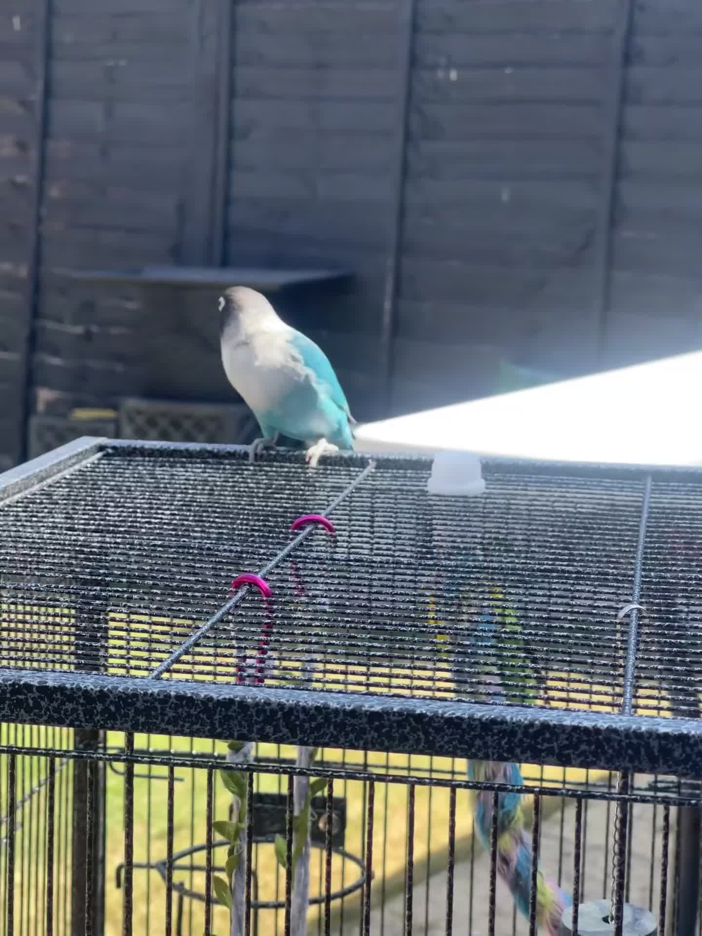 Lovebirds birds for sale: male and female semi tamed love birds - Video 1