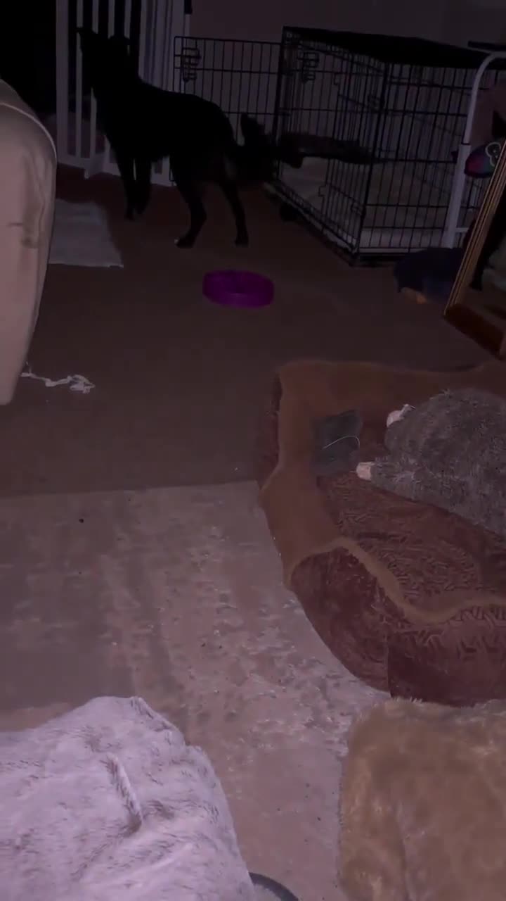 Mixed Breed dogs for adoption: Venus for adoption - Video 2