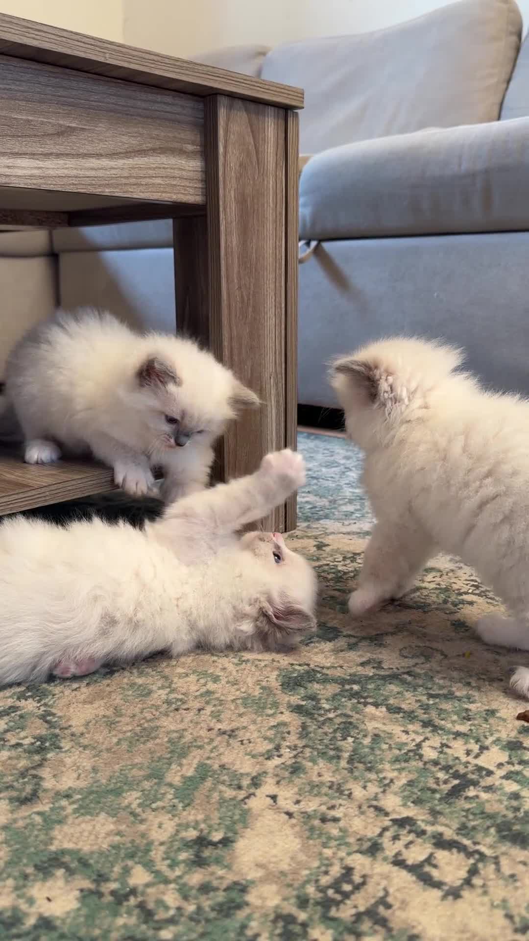 Ragdoll cats for sale: Exceptional quality ragdolls  - Video 5