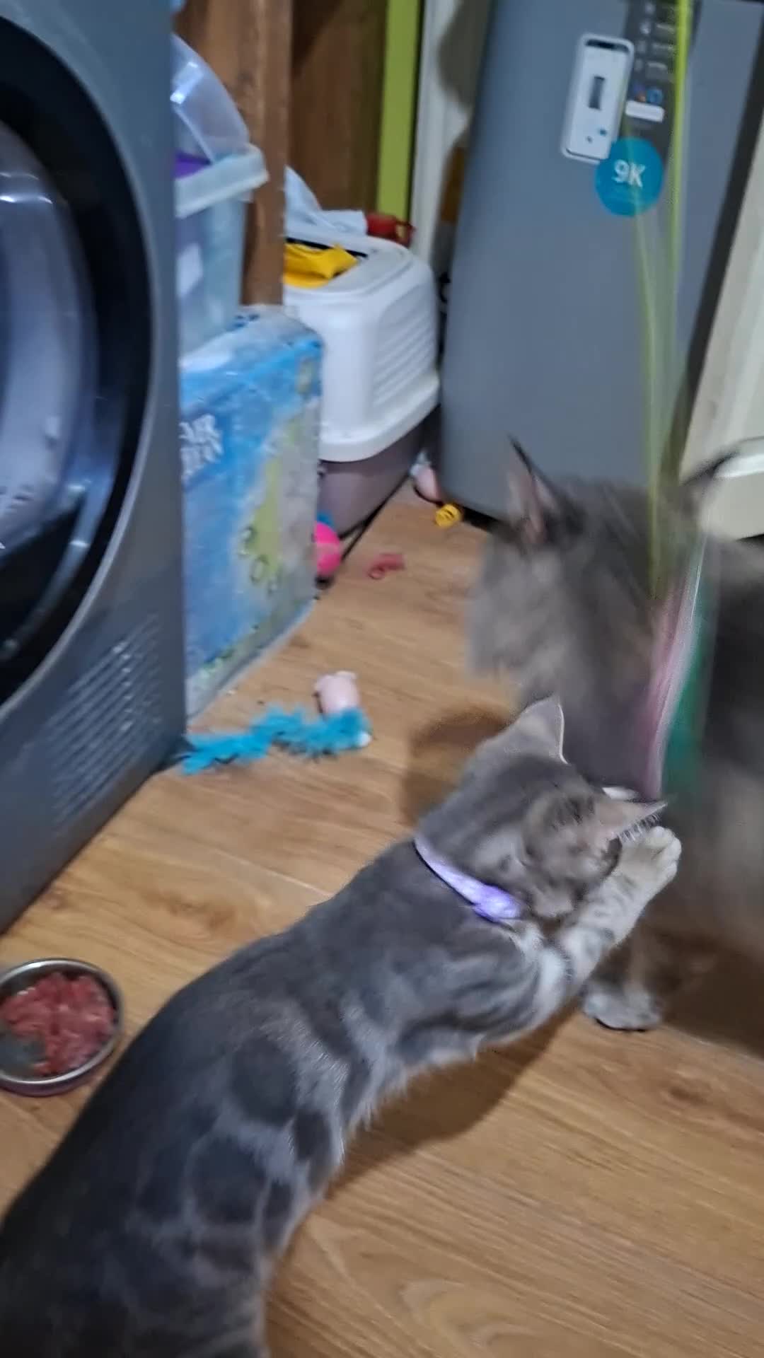 Mixed Breed cats for sale: 4 boys,XL Bengal × Maine Coon  - Video 1