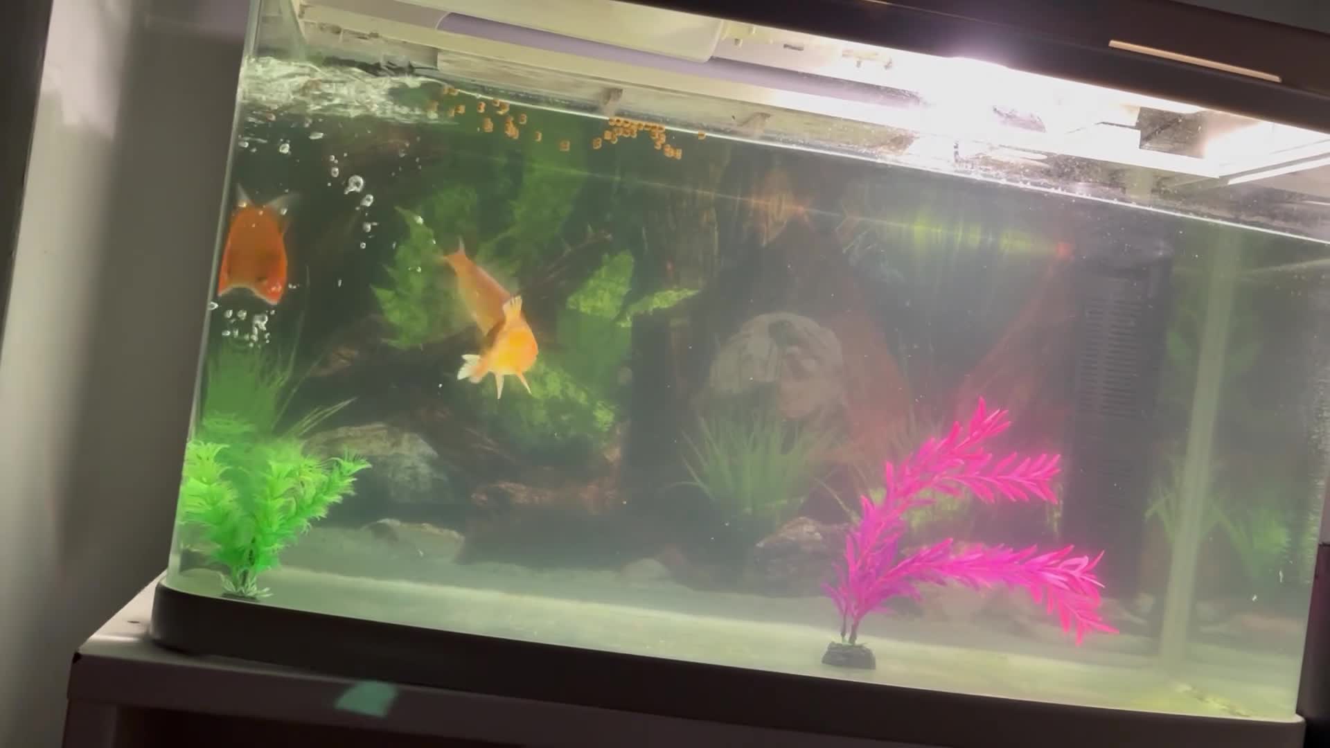 Koi Carp fish for sale: 3 koi carp - young  - Video 1