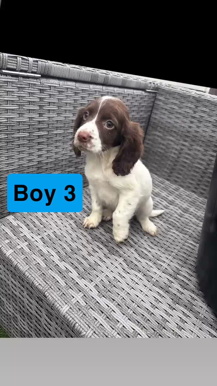 Sprocker dogs for sale: Sprocker spaniel puppies  - Video 1