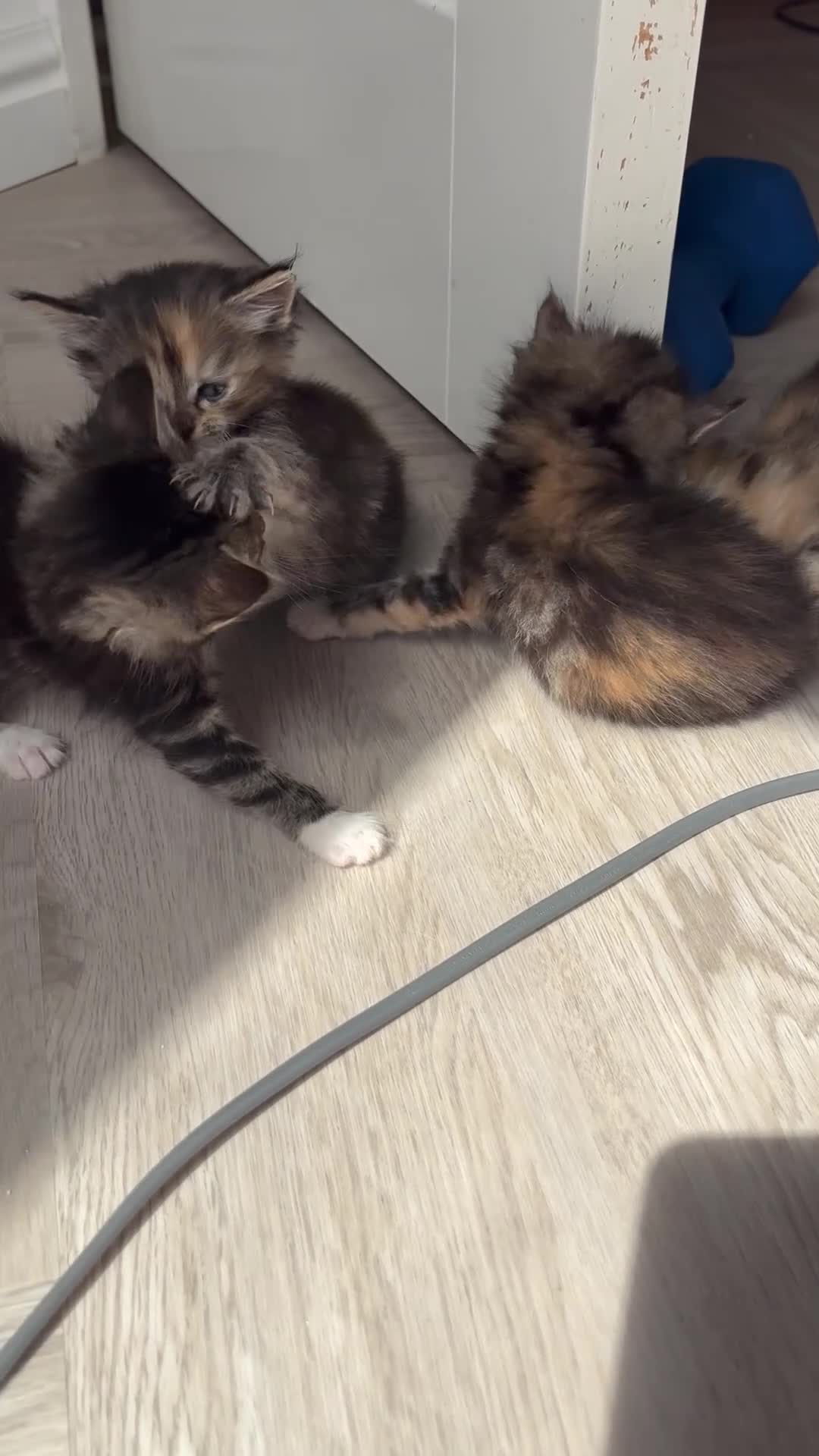 Mixed Breed cats for sale: Affectionate & Beautiful Ragdoll X Kittens - Video 4