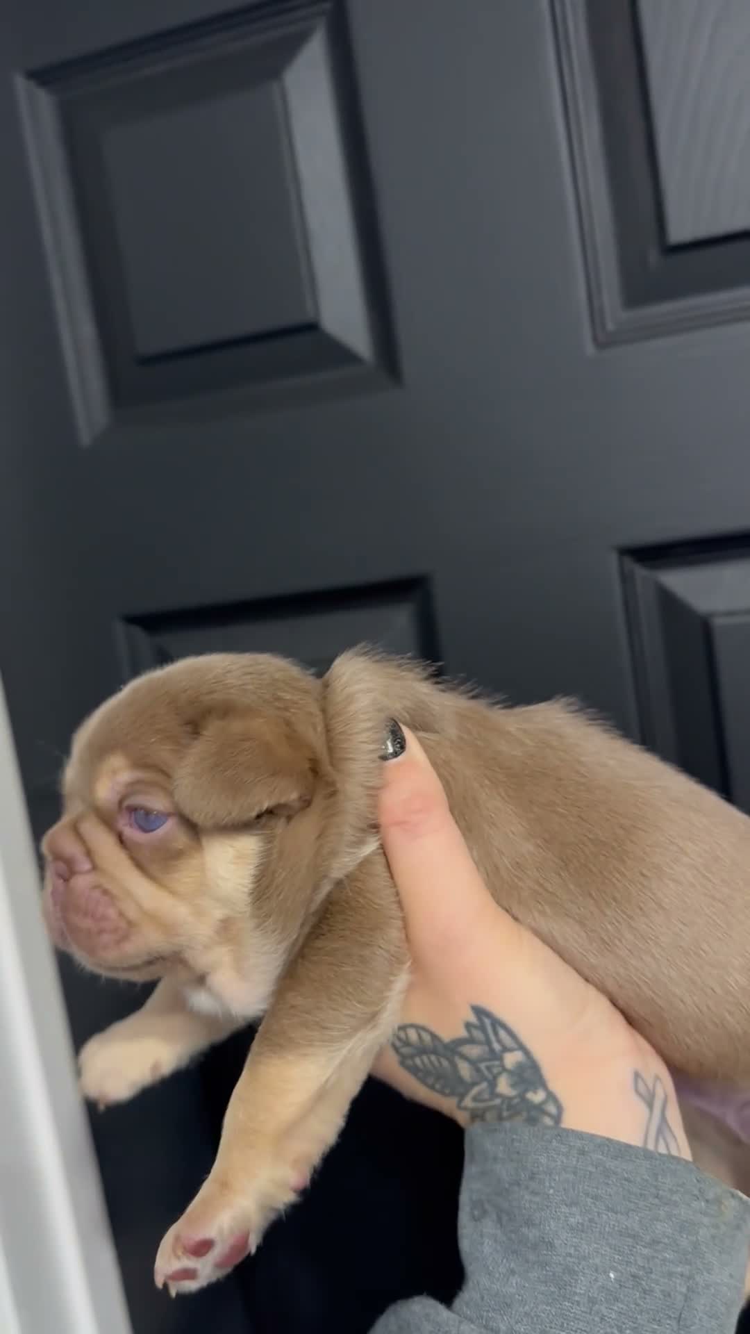 French Bulldog dogs for sale: 2 stunning boys left  in Newcastle upon Tyne - Video 2