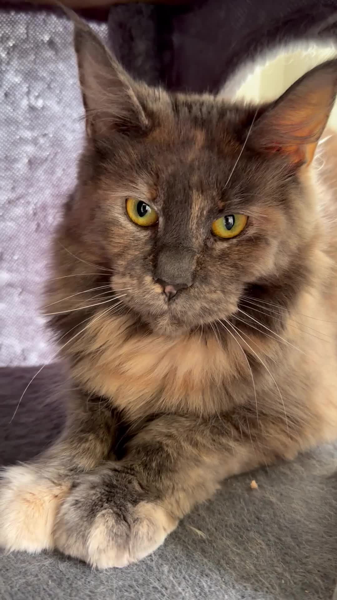 Maine Coon cats for sale: 2 X Active Male and Female Pedigree Maine Coon.  - Video 1