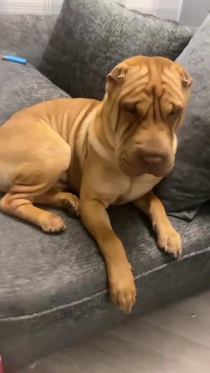 Shar Pei dogs for stud: DRAGO Shar Pei Stud - Video 1