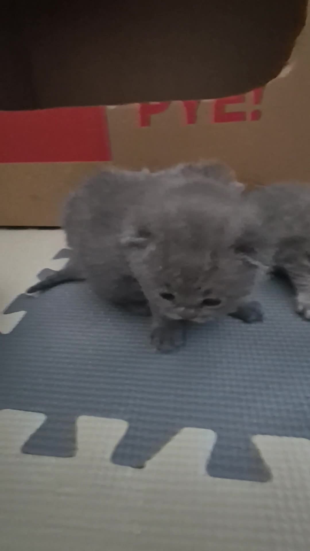 Scottish Fold cats for sale: Scottish Fold/Straight kittens  - Video 1