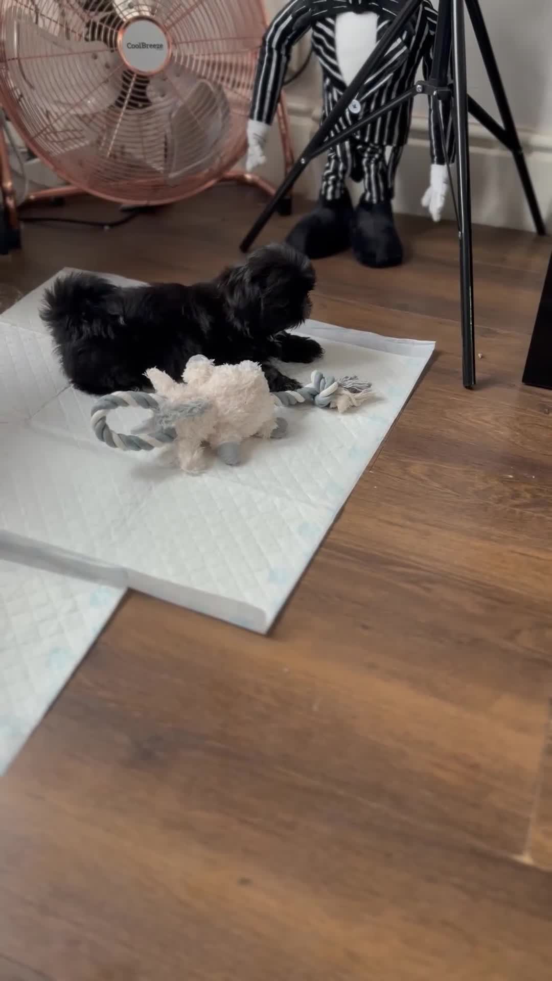 Shih Tzu dogs for sale: Black Shih Tzu puppy for sale  - Video 1