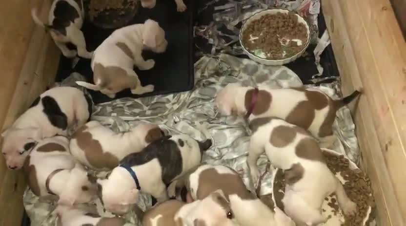 American Bulldog dogs for sale: American Bulldog Puppies  in Luton - Video 1