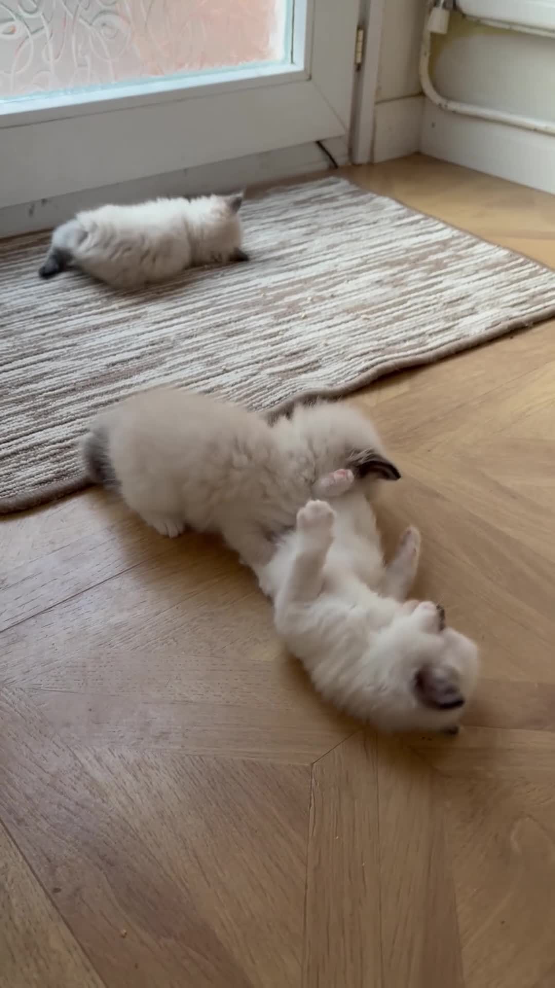 Ragdoll cats for sale: Beautiful Ragdoll kittens! in Fareham - Video 1