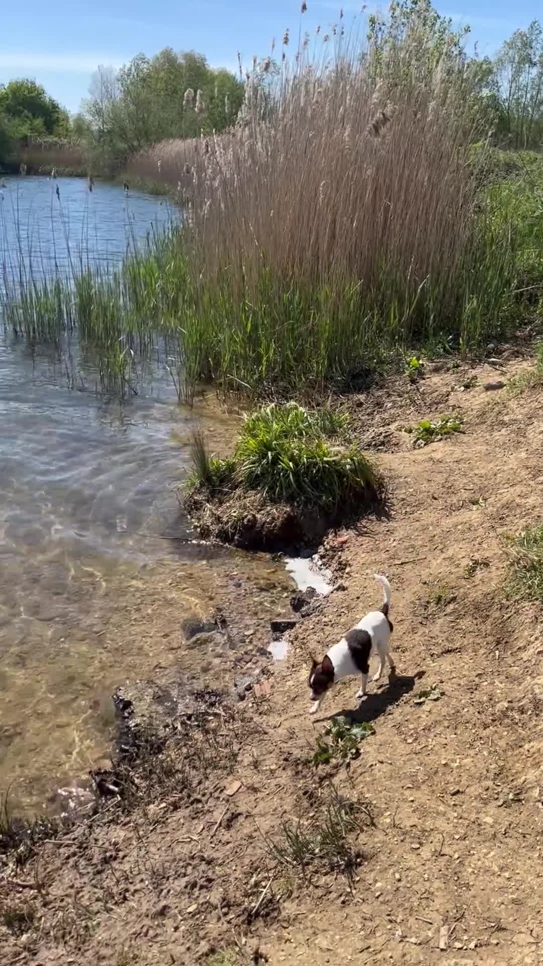Chihuahua dogs for stud: Beautiful Chocolate and White Deer Head Chihuahua - Video 4