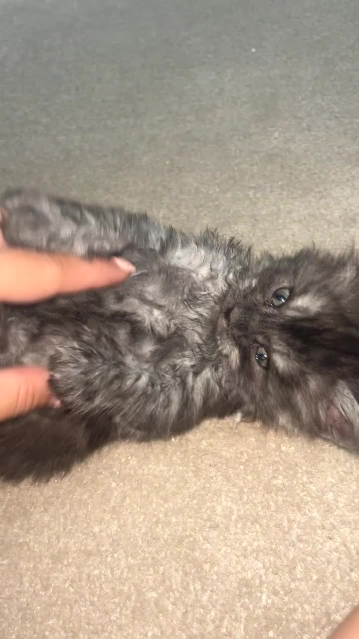 Maine Coon cats for sale: Last female kitten  - Video 1