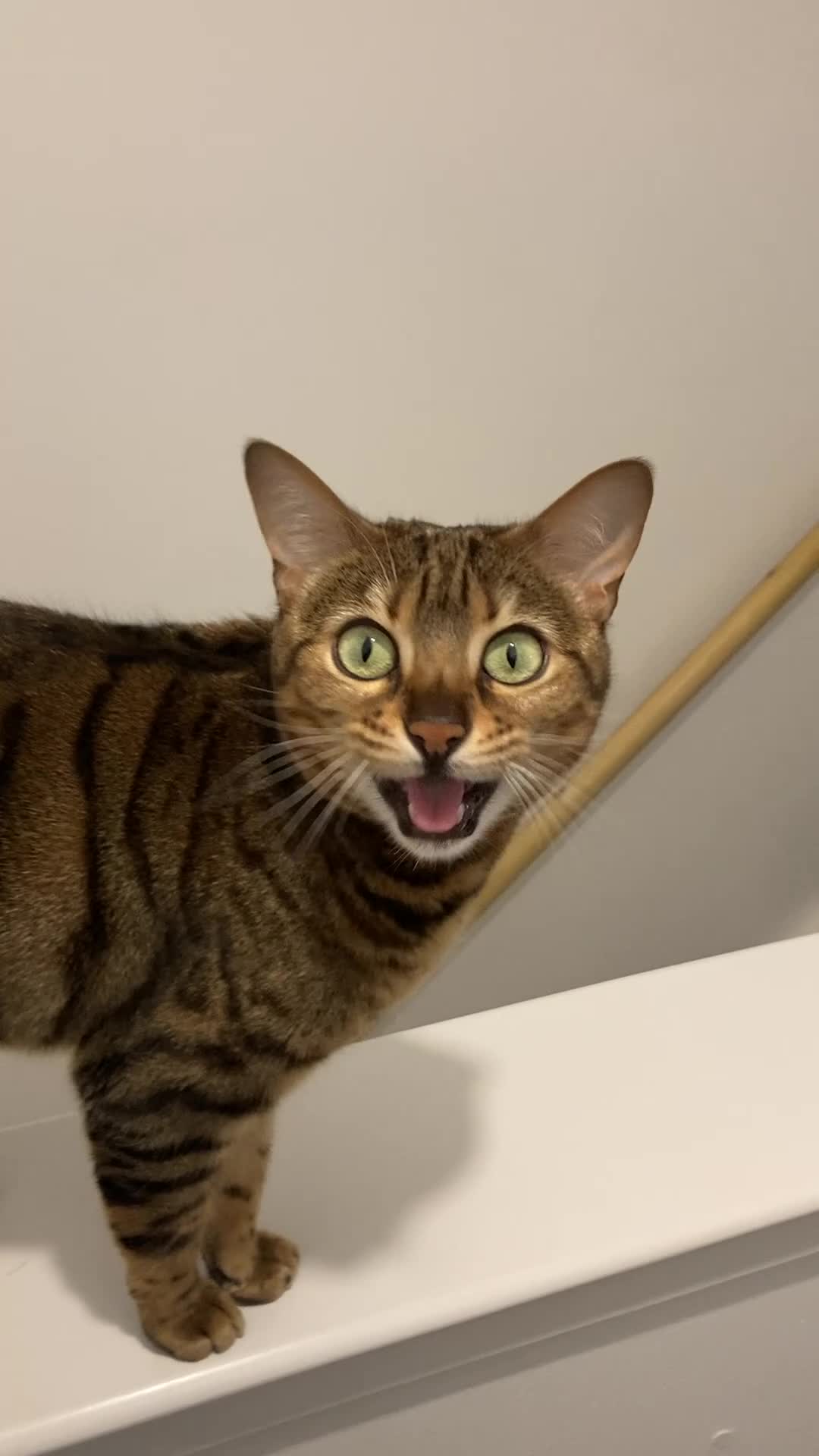 Bengal cats for sale: Bengal cat for sale in Paisley - Video 1