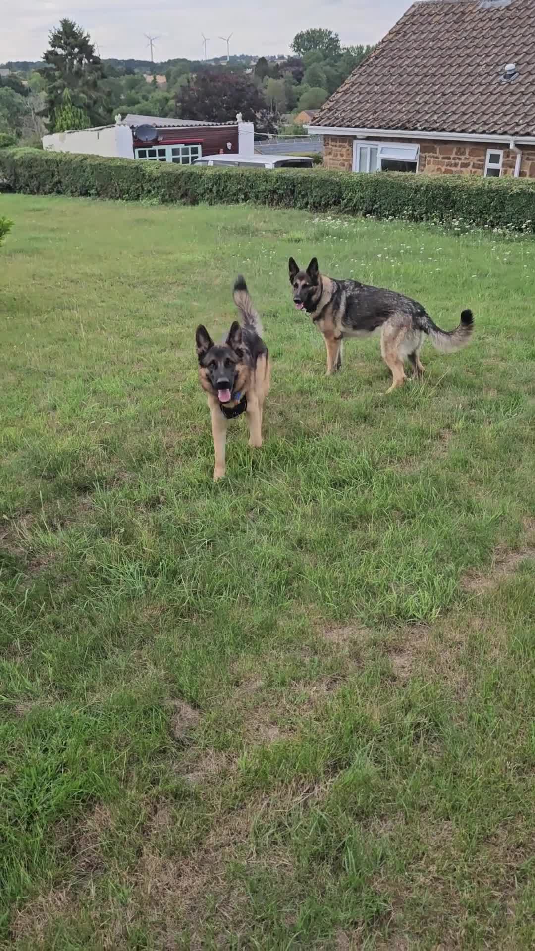 German Shepherd dogs for sale: Chunky German Shepherd Puppies  in Northampton - Video 1