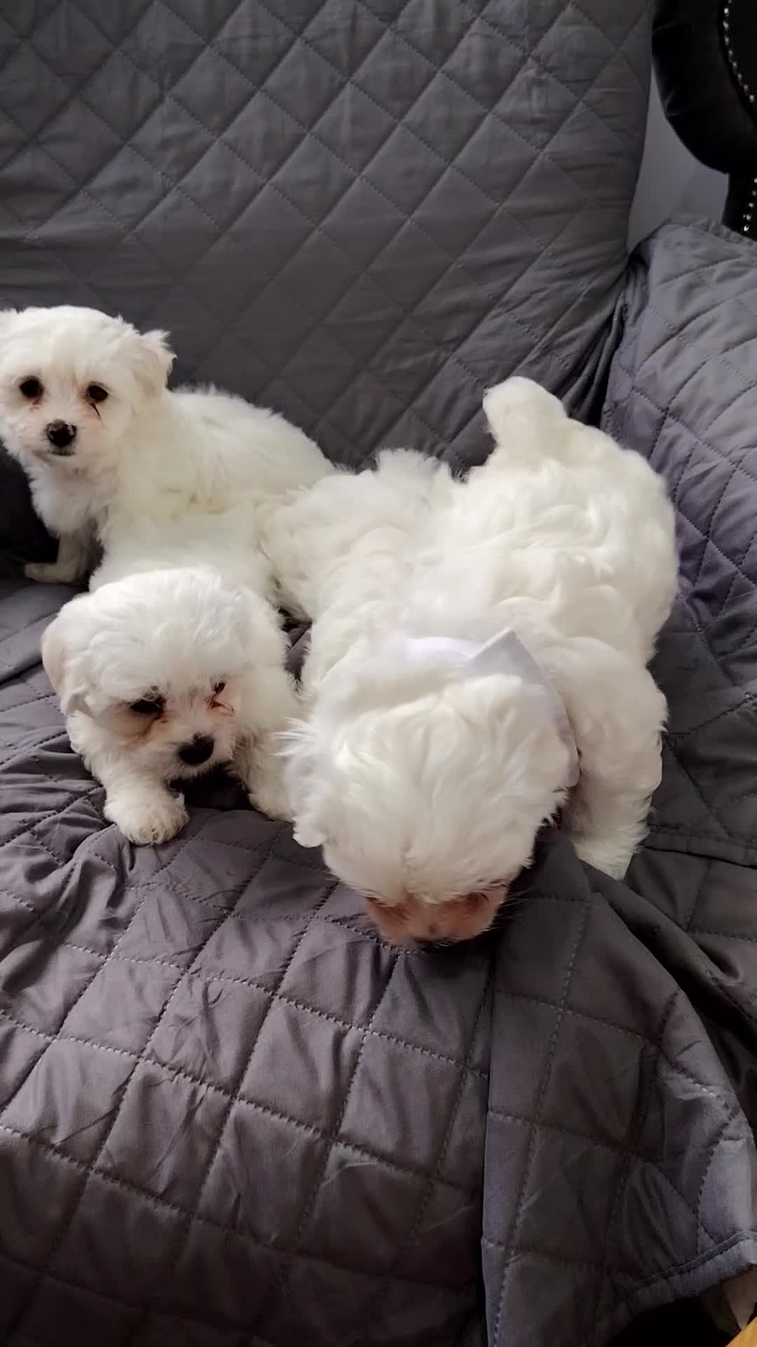 Maltese dogs for sale: Pure Maltese puppies❤️💙 - Video 1