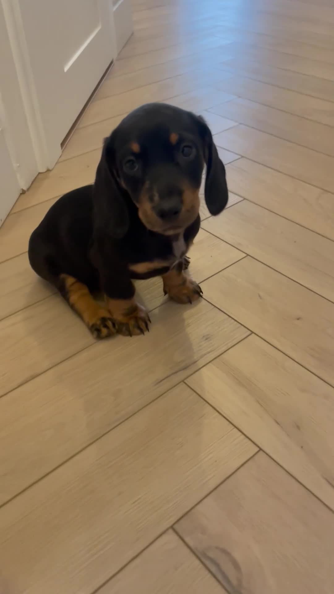 Miniature Dachshund dogs for sale: Last boy ready for new home Mini Dachshund  - Video 4