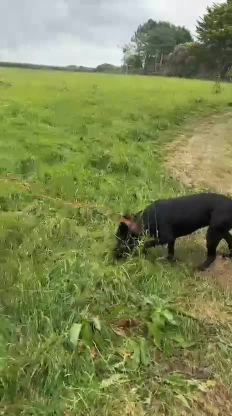 Mixed Breed dogs for adoption: ❤️NICOL NEEDS JUST ONE PERSON TO BELIEVE IN HER - Video 2