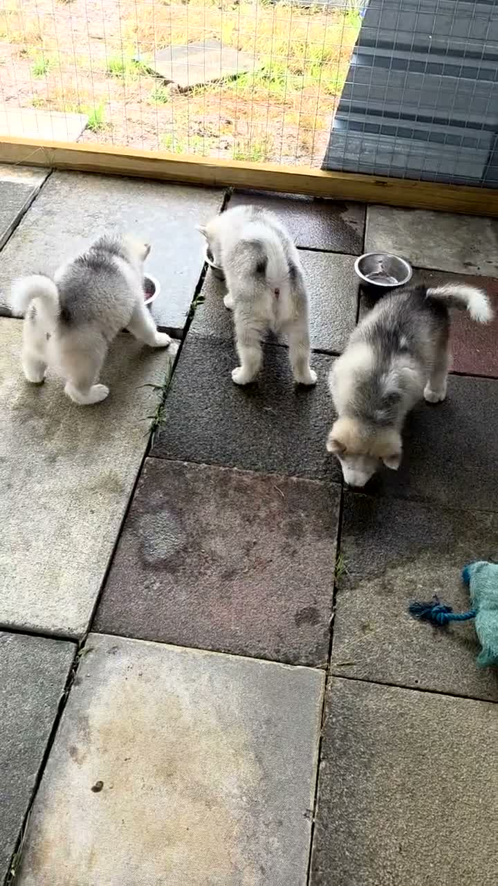 Canadian Eskimo Dog dogs for sale: 17 week old male & female Canadian Eskimo Puppies - Video 1