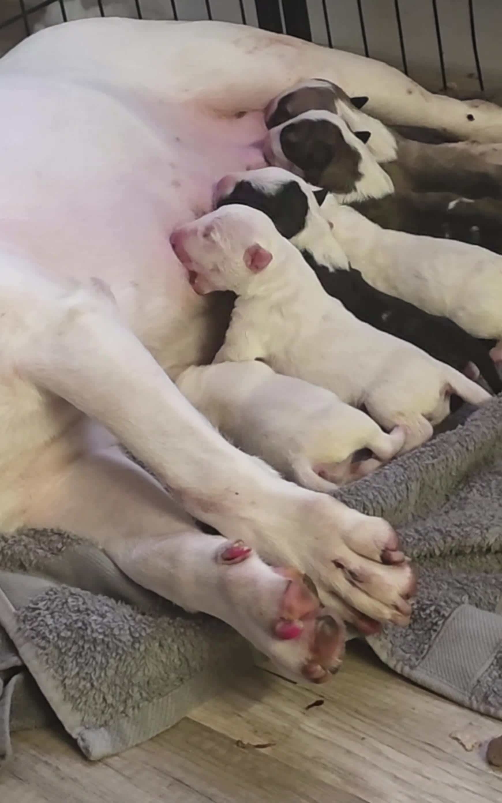 English Bull Terrier dogs for sale:  English bull terrier puppies  - Video 1