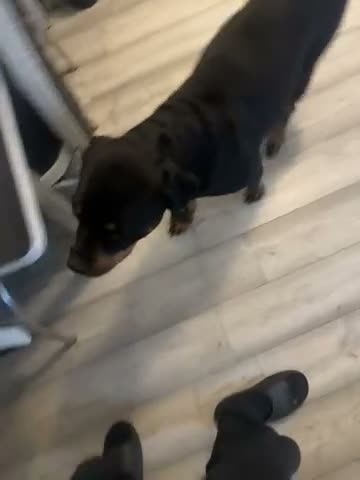 Rottweiler dogs for sale: 10 Rottweilers 6 boys 4 girls  - Video 1