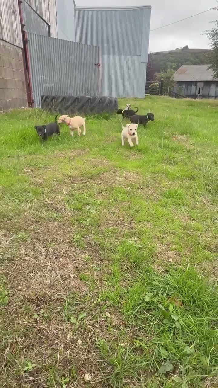 Lurcher dogs for sale: Beautiful Lurcher Pups For sale 🐶 - Video 1