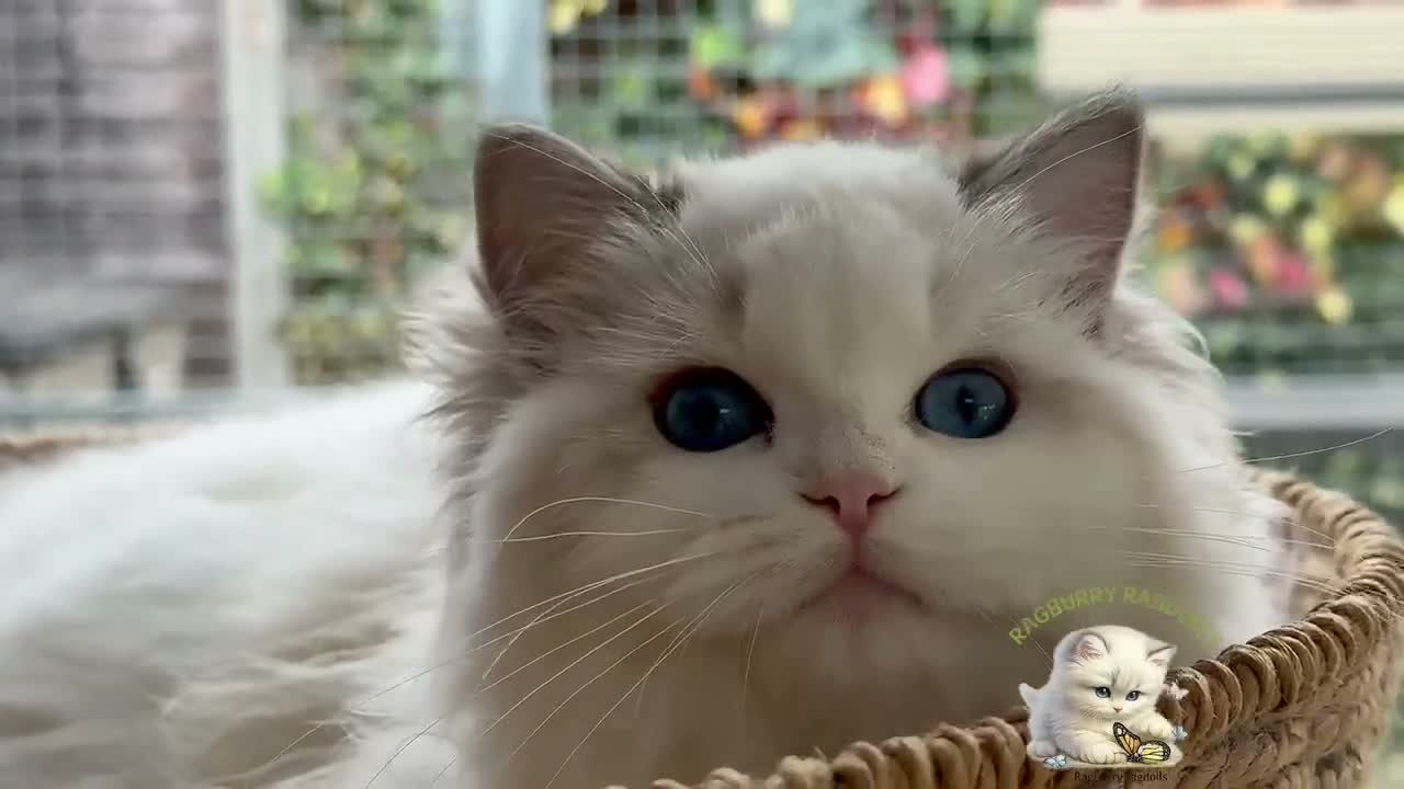 Ragdoll cats for sale: Elegant & stunning kittens  - Video 1