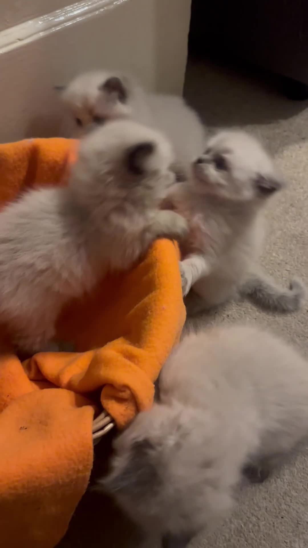 Ragdoll cats for sale: New Adorable and very fluffy pure Ragdoll kittens  - Video 1