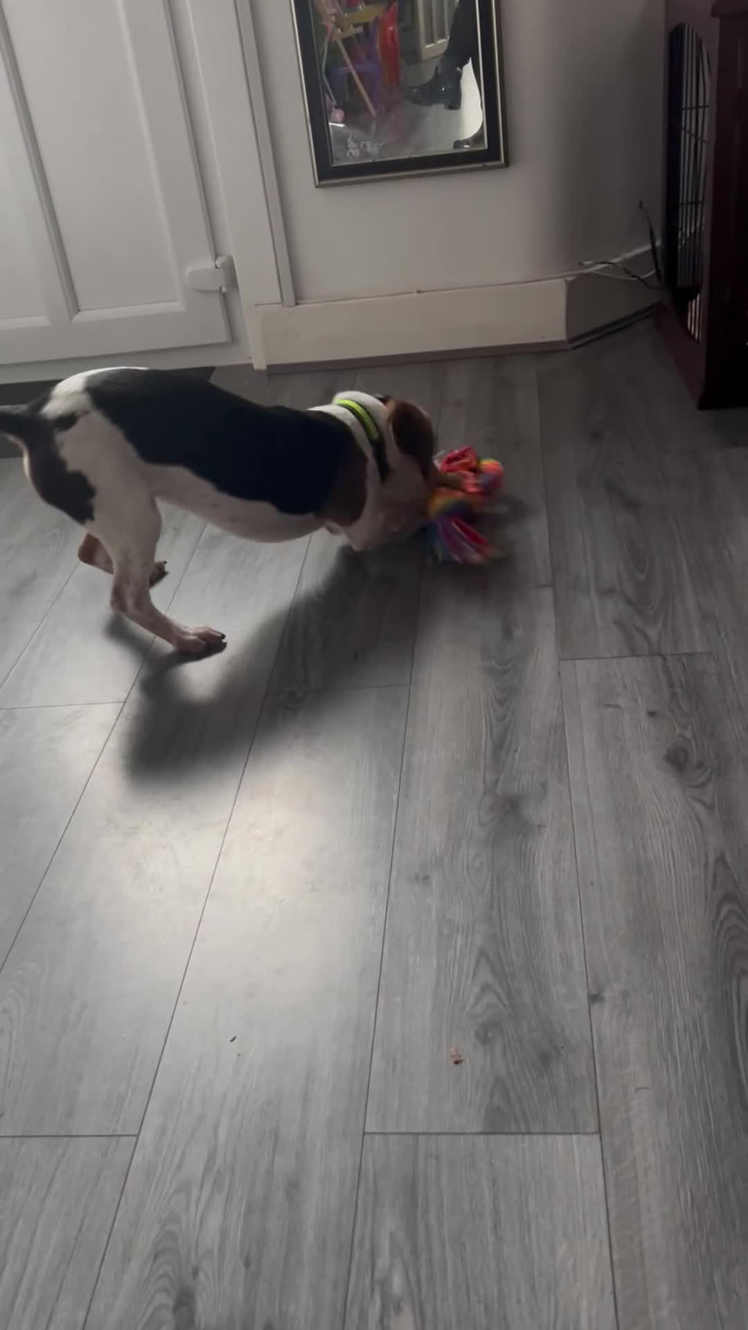 Beagle dogs for sale: Charlie Beagle - Video 1