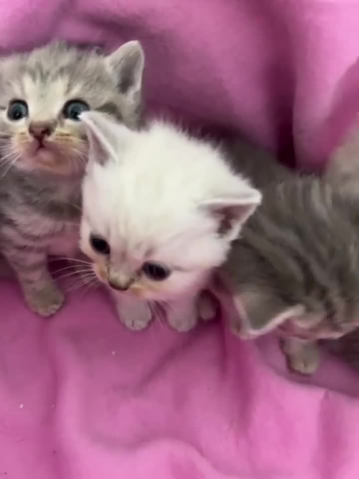 British Shorthair cats for sale: BSH Grey Stripe and White Colourpoint - Video 2