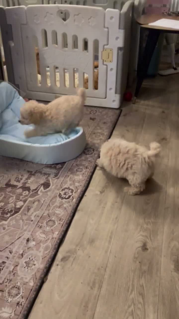 Poochon dogs for sale: Ready now,Beautiful poochon puppies - Video 3