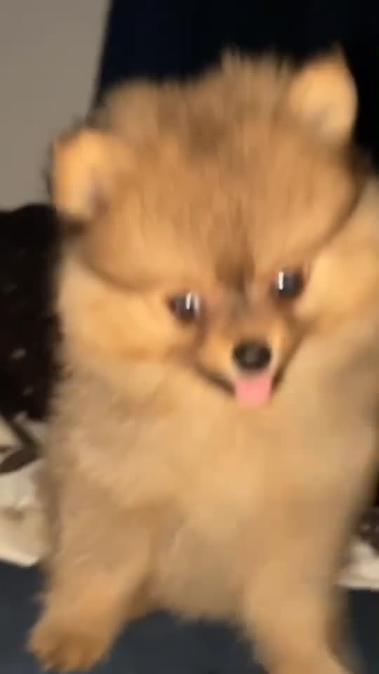 Pomeranian dogs for sale: Pomeranian puppies  - Video 1