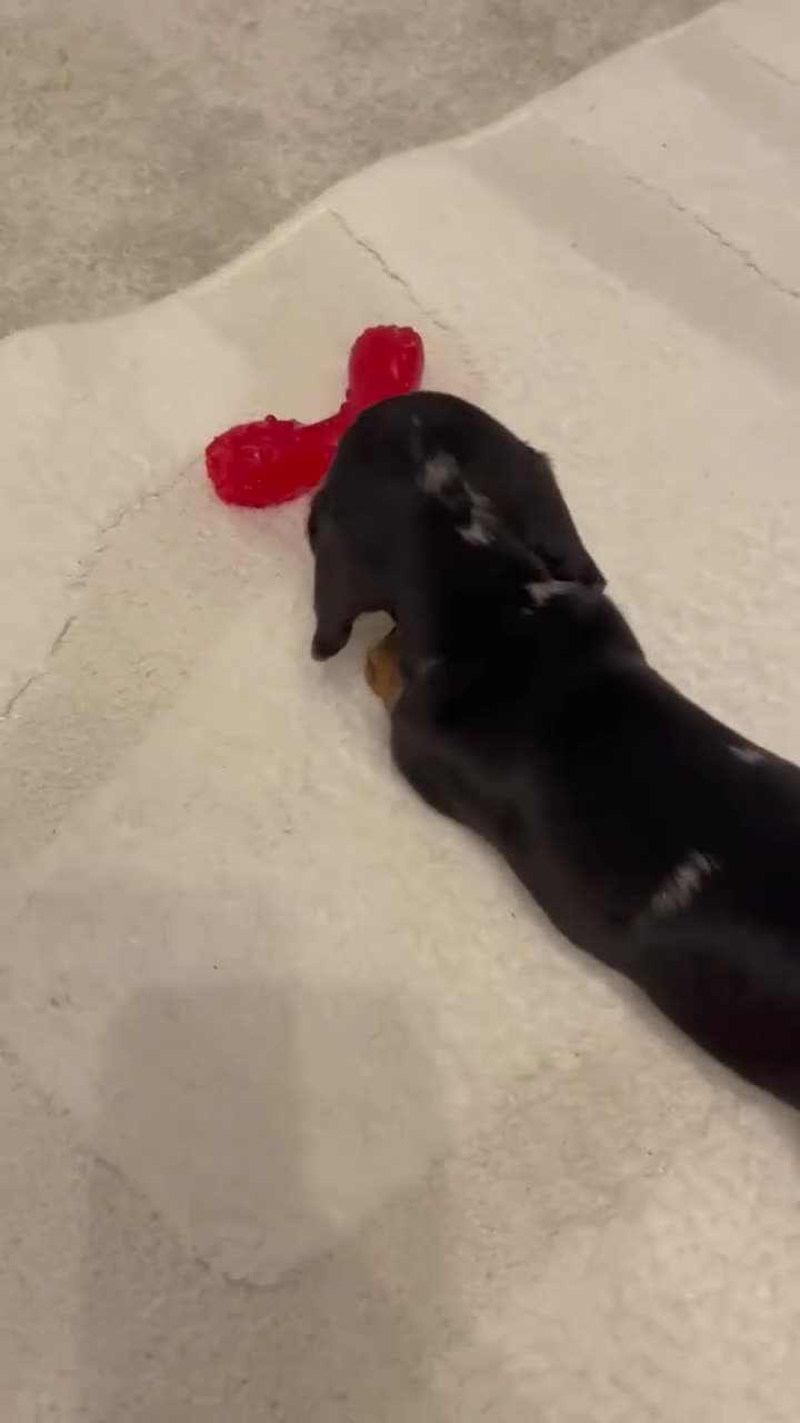 Miniature Dachshund dogs for sale: READY TO LEAVE KC Pedigree Miniature dachshunds - Video 4