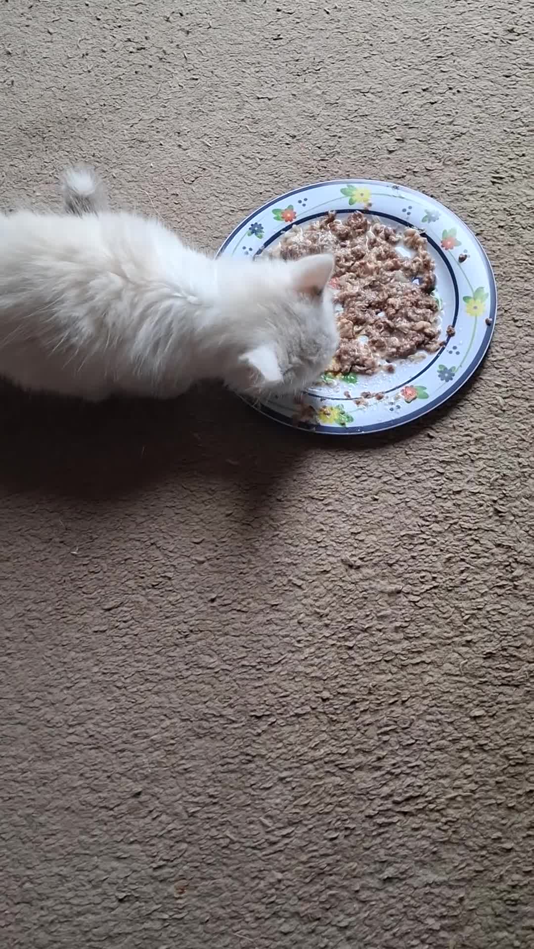 Ragdoll cats for sale: CUTE BLUE, LILAC BICOLOUR RAGDOLL KITTENS  - Video 1