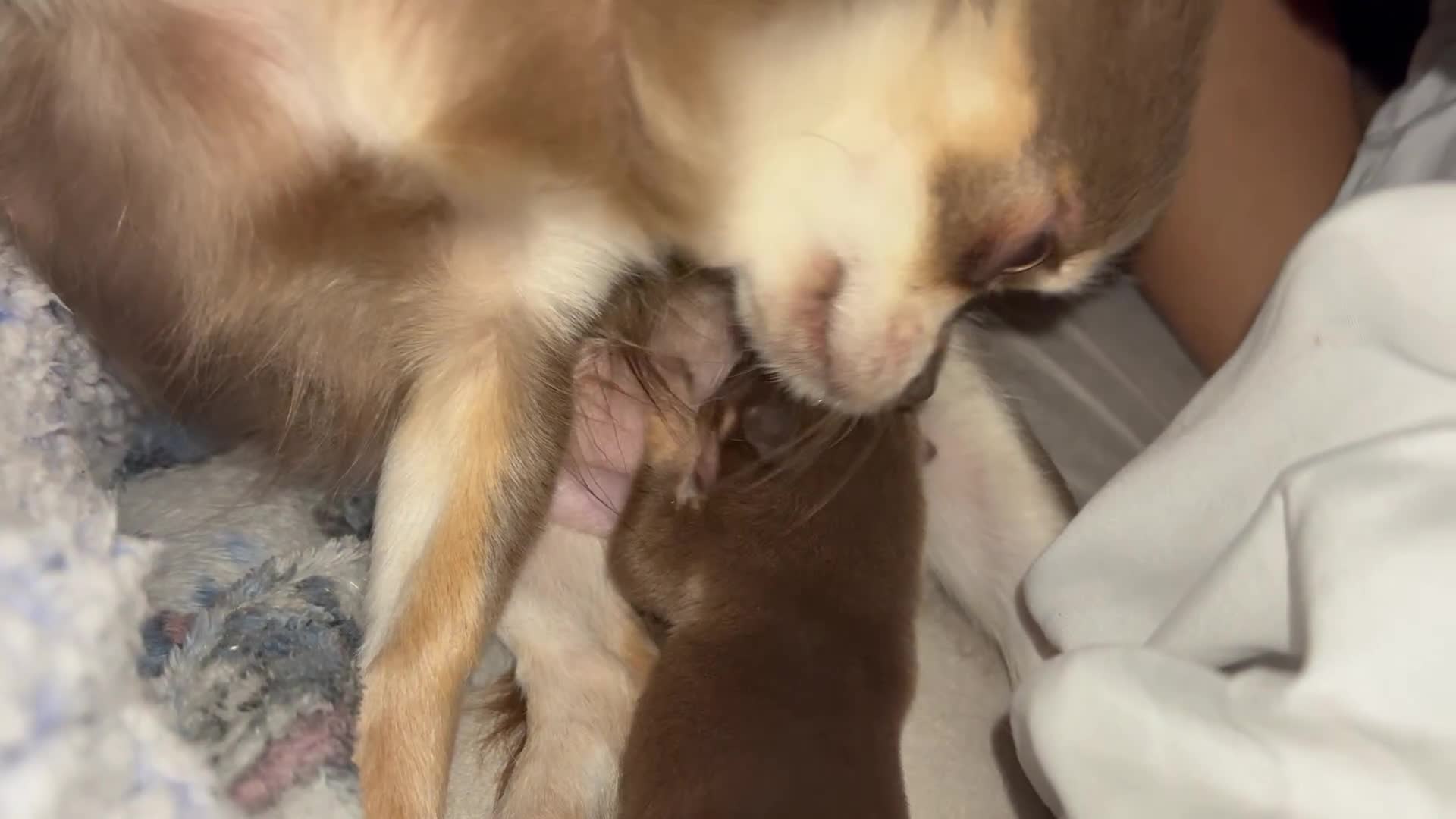Chihuahua dogs for sale: Chocolate tan tiny girl  - Video 3