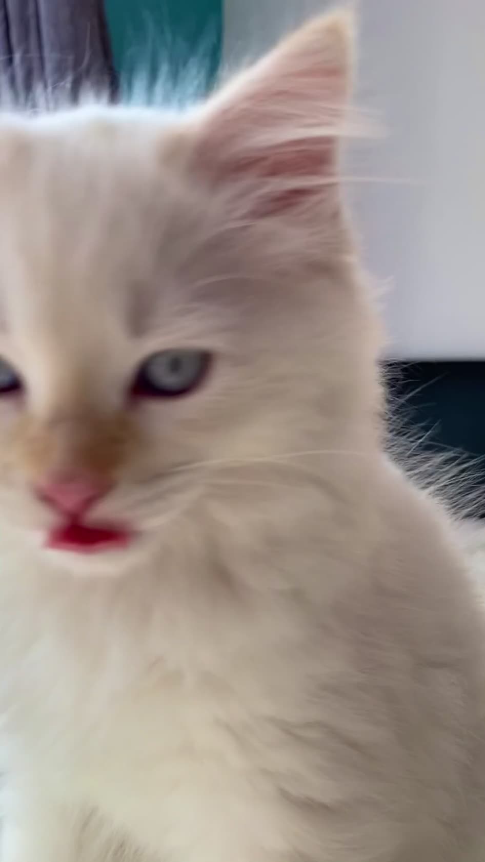 Ragdoll cats for sale: The Brave Little Prince - Video 3