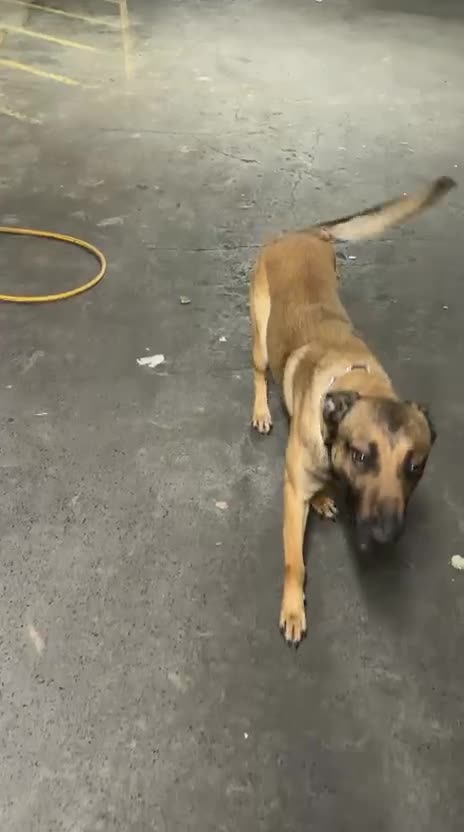 Belgian Shepherd Dog dogs for sale: Soltan - Video 1