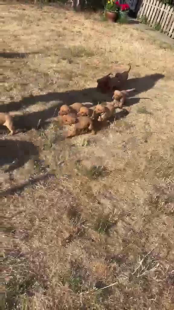 Labrador Retriever dogs for sale: PLAYFUL DEEP FOX RED LITTER, FULLY HEALTH TESTED - Video 1