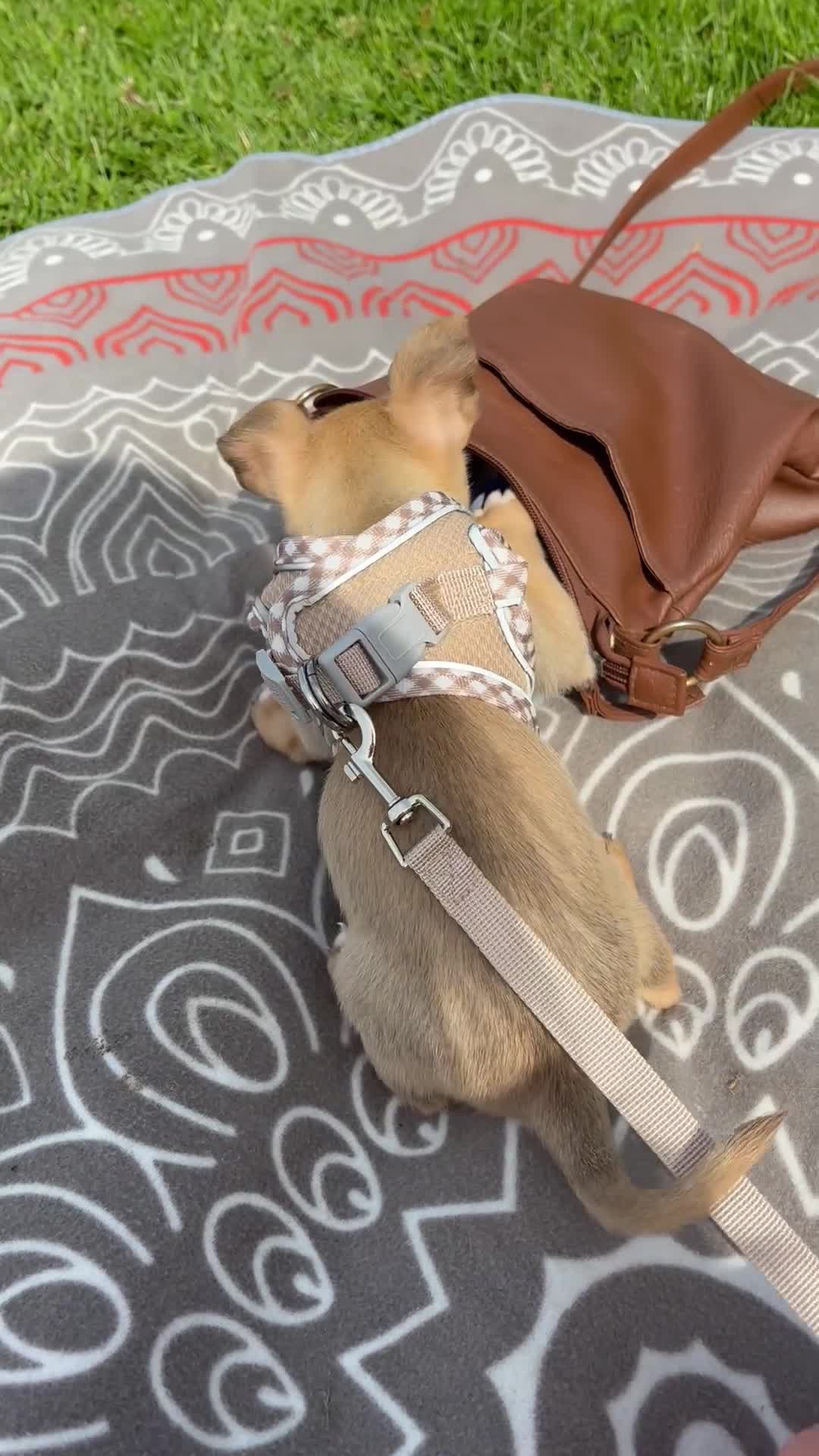 Chihuahua dogs for sale: Chihuahua pup for sale in Irvine - Video 1