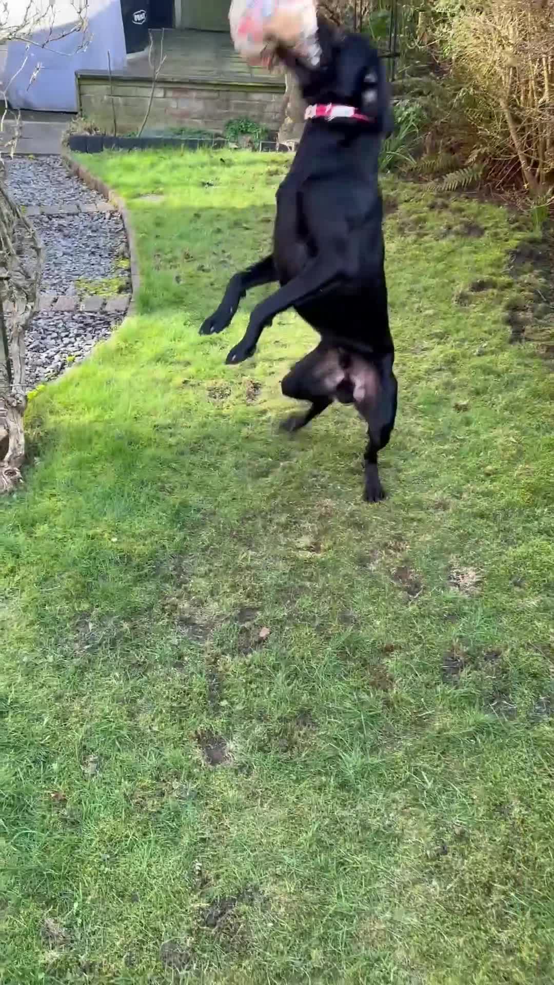 Labrador Retriever dogs for sale: Black Labrador Retriever Male in Nottingham - Video 2